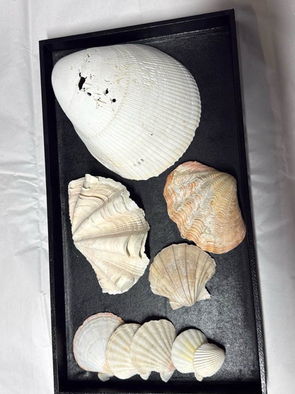 White Ark Clam, Scallops and Cockles origin unknown